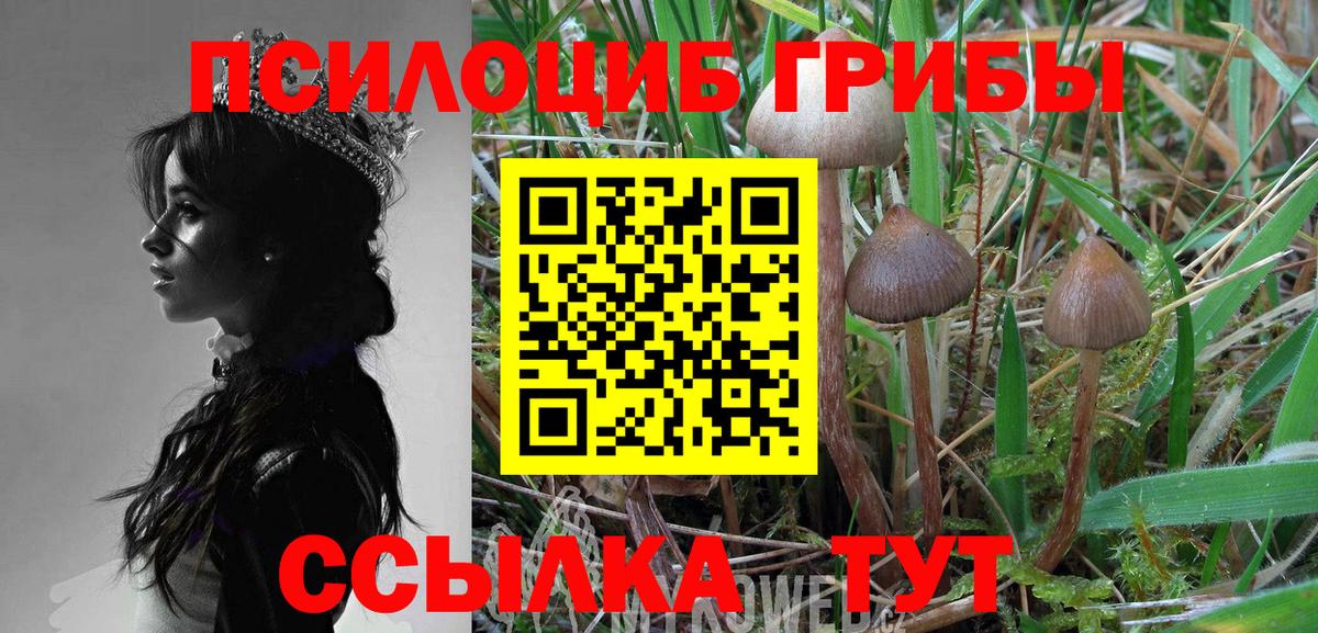 Галлюциногенные грибы Psilocybe Якутск